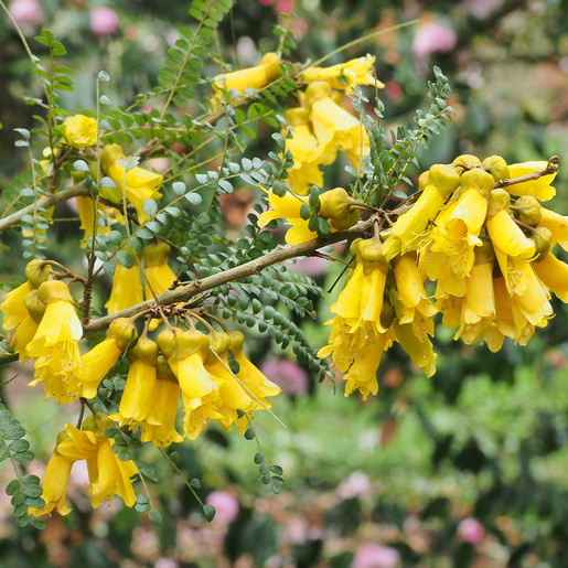 Эндометриоз