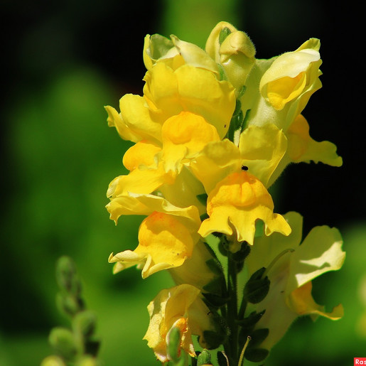 Заболевания щитовидной железы